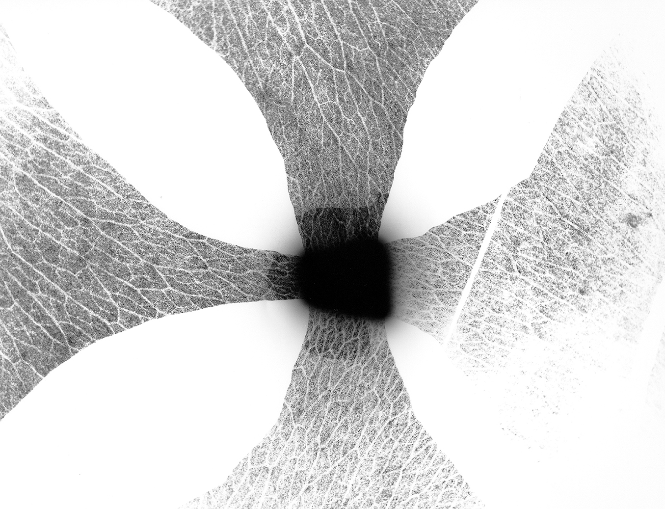 Rose Petals, No. 4
